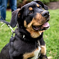 adopt-pet