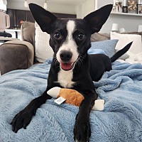 adopt a pet