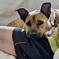 adopt a pet