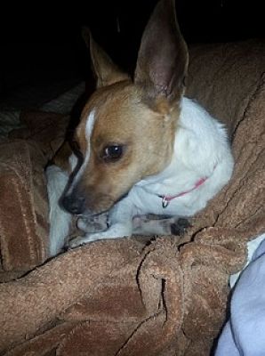 adopt a pet toledo ohio adopt a pet toledo ohio