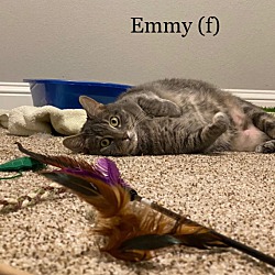 Thumbnail photo of Emmy #2