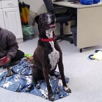 German Shorthaired Pointer Puppies For Sale In Cincinnati Ohio Adoptapet Com