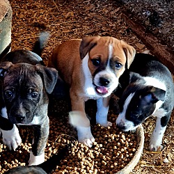 Thumbnail photo of Bully pups #4