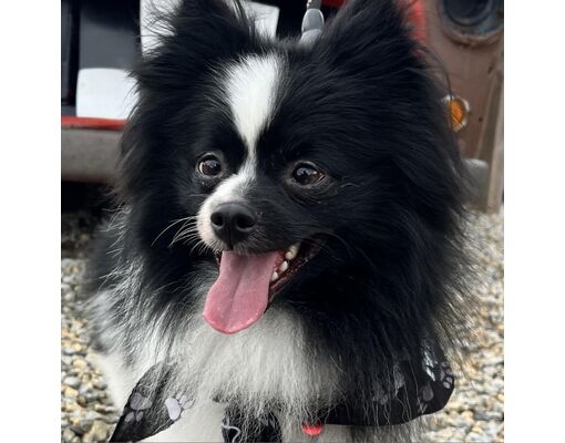 Oceanside, CA - Pomeranian. Meet Iggy Pop (aka Paul) a Pet for Adoption ...