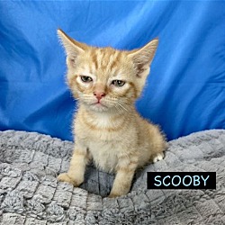 Thumbnail photo of CAT-U5M SCOOBY #2