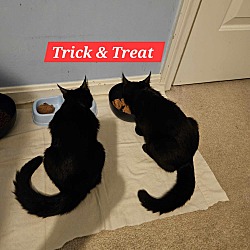 Thumbnail photo of Trick #4