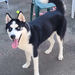 Thumbnail photo of Denali! Handsome Husky Boy! #2