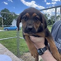 adopt a pet