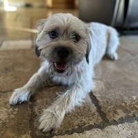 adopt-pet