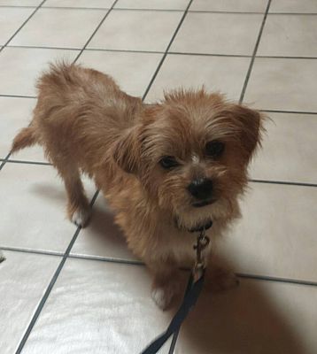 Victorville, Ca - Terrier (unknown Type, Small) Yorkie, Yorkshire 