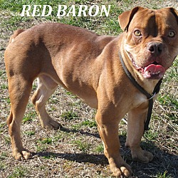 Thumbnail photo of Red Baron #2