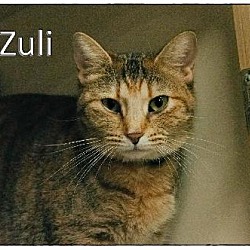 Thumbnail photo of Zuli #4