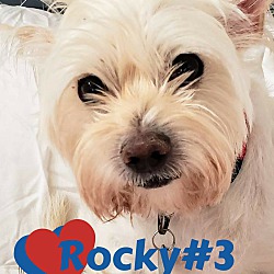 Thumbnail photo of Rocky#3 #1