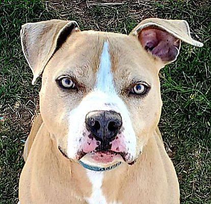 champagne staffordshire bull terrier