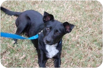 rat terrier feist mix