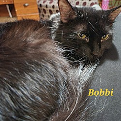 Thumbnail photo of Bobbi #1