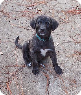 Black mouth mountain cur brindle