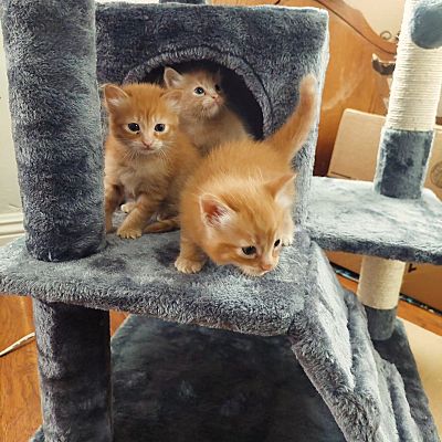 Riverside CA Domestic Shorthair Meet 3 unnamed orange kittens a Pet