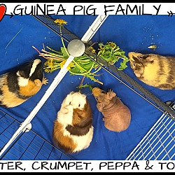 Photo of Butter, Crumpet, Peppa & Toast