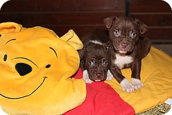 Clarksville Tn Labrador Retriever Meet Chocolate Lab Mixed Pups A Pet For Adoption