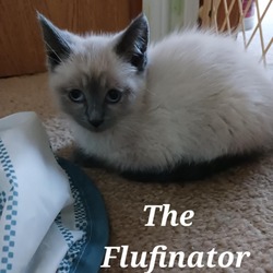 Thumbnail photo of The Flufinator #2