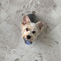 adopt a pet