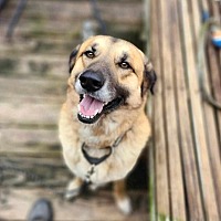 adopt a pet