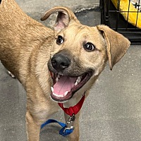 adopt a pet