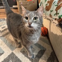adopt a pet