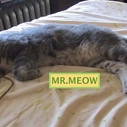 Thumbnail photo of MR. MEOW adopted 9-29-18 #4