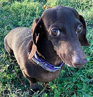 Adopt A Pet | PetSmart Charities