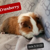 Photo of Cranberry