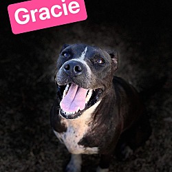 Photo of Gracie