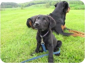 New Boston Nh Cane Corso Meet Celest A Pet For Adoption