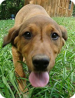 redbone coonhound australian shepherd mix