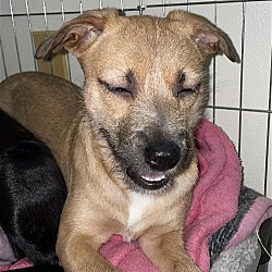Thumbnail photo of Callie A Terrier-Pug mix puppy #4