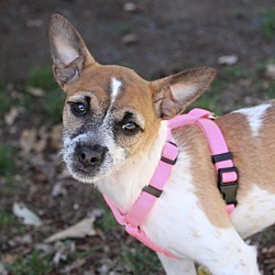 Photo of Dory - Foster-To-Adopt