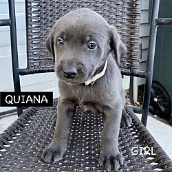Thumbnail photo of QUIANA #1