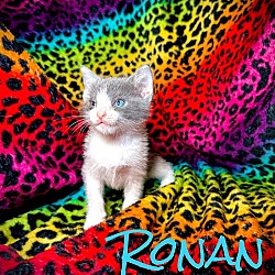 Photo of Ronan