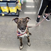 adopt a pet