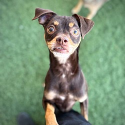 Photo of Kahlua, adoptable Chihuahua in PHOENIX, Arizona