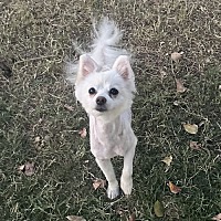 adopt-pet