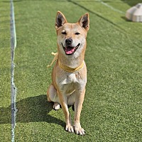 adopt-pet