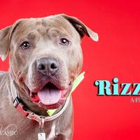 Cane Corso Puppies For Sale In Washington District Of