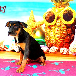 Thumbnail photo of Salty~adopted! #2