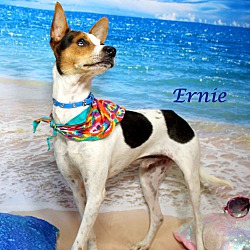 Thumbnail photo of Ernie ~ meet me! #2