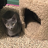 adopt a pet