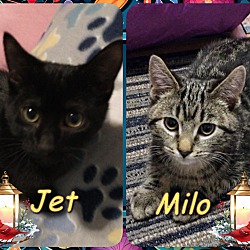 Photo of Milo & Jet