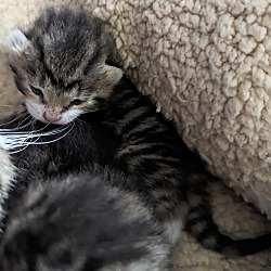 Thumbnail photo of Tumble  (Special Kitten) #2