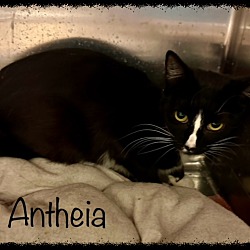 Thumbnail photo of ANTHEIA see also SEREIA #3